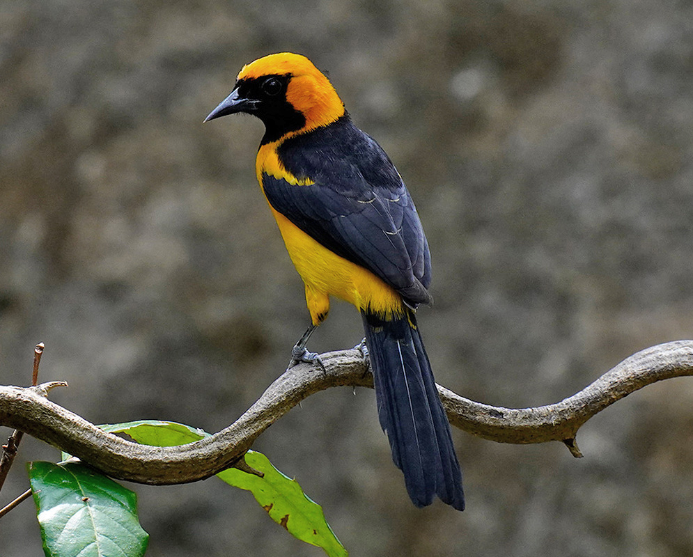 Icterus auricapillus Perched An Icterus auricapillus perched with its plumage and characteristic features visible