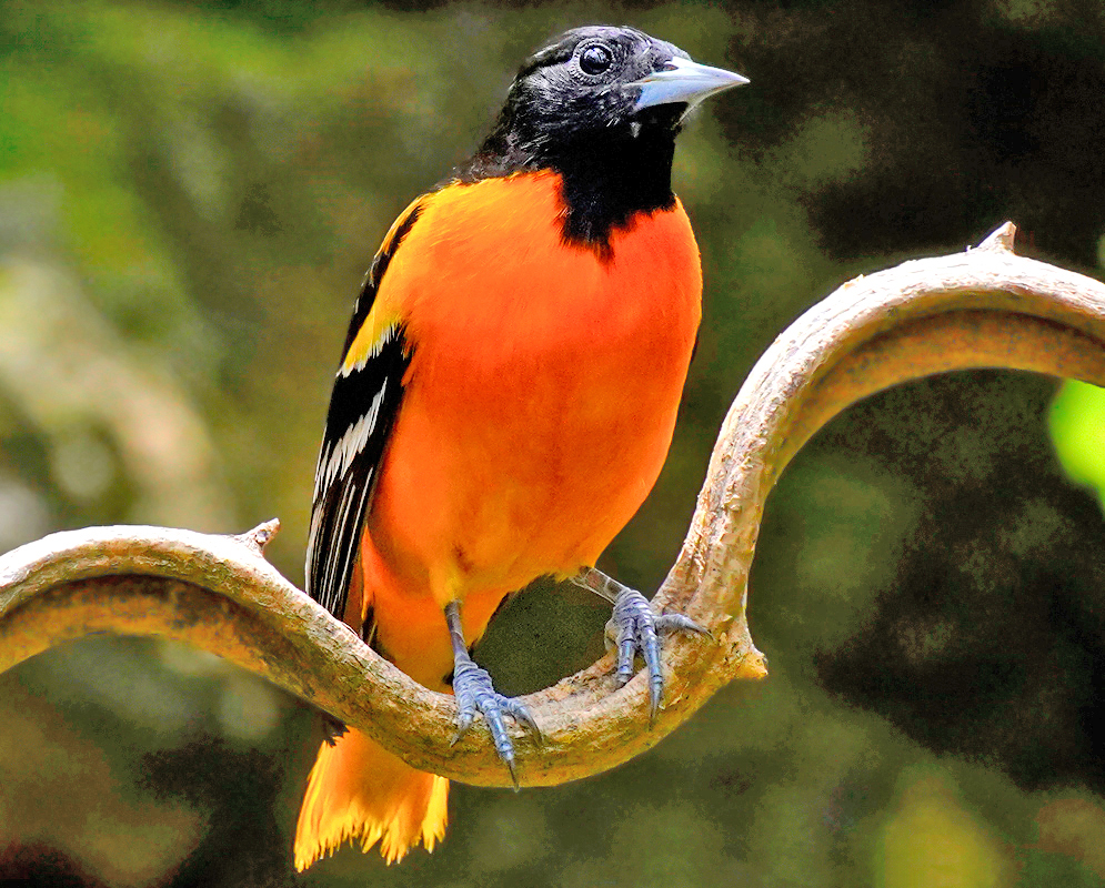 Icterus galbula with orange breast and black head and light violet beak