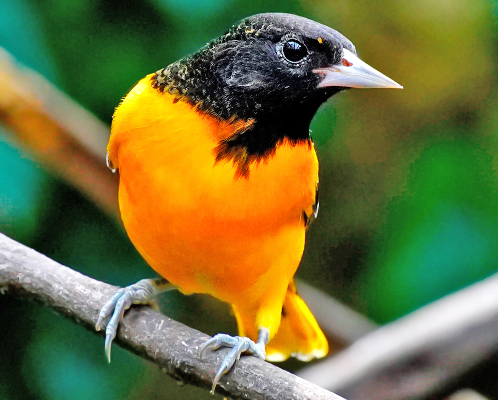 Icterus galbula with orange breast and black head and light violet beak