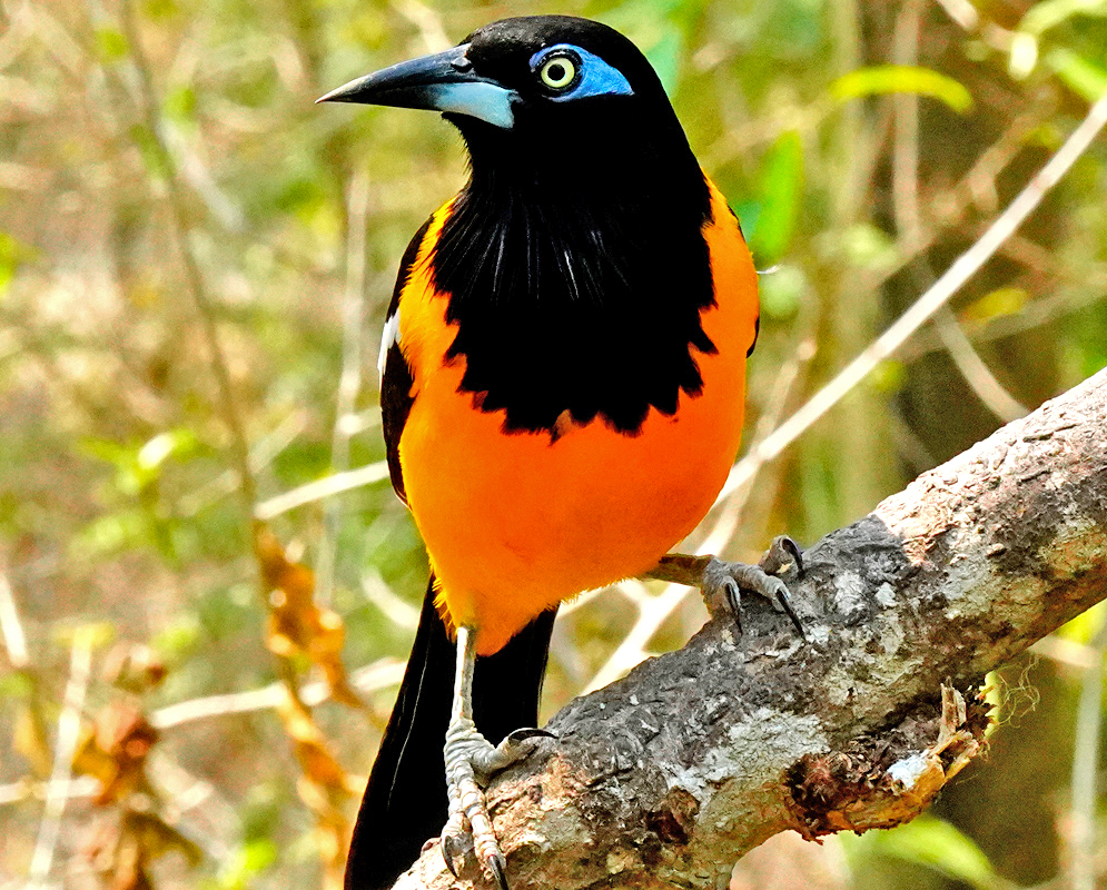 Icterus icterus orange breast and balck head with blue around the eye