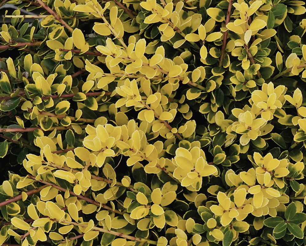Ilex crenata Golden Helleri has dense small rounded golden yellow leaves mixed with deeper green foliage