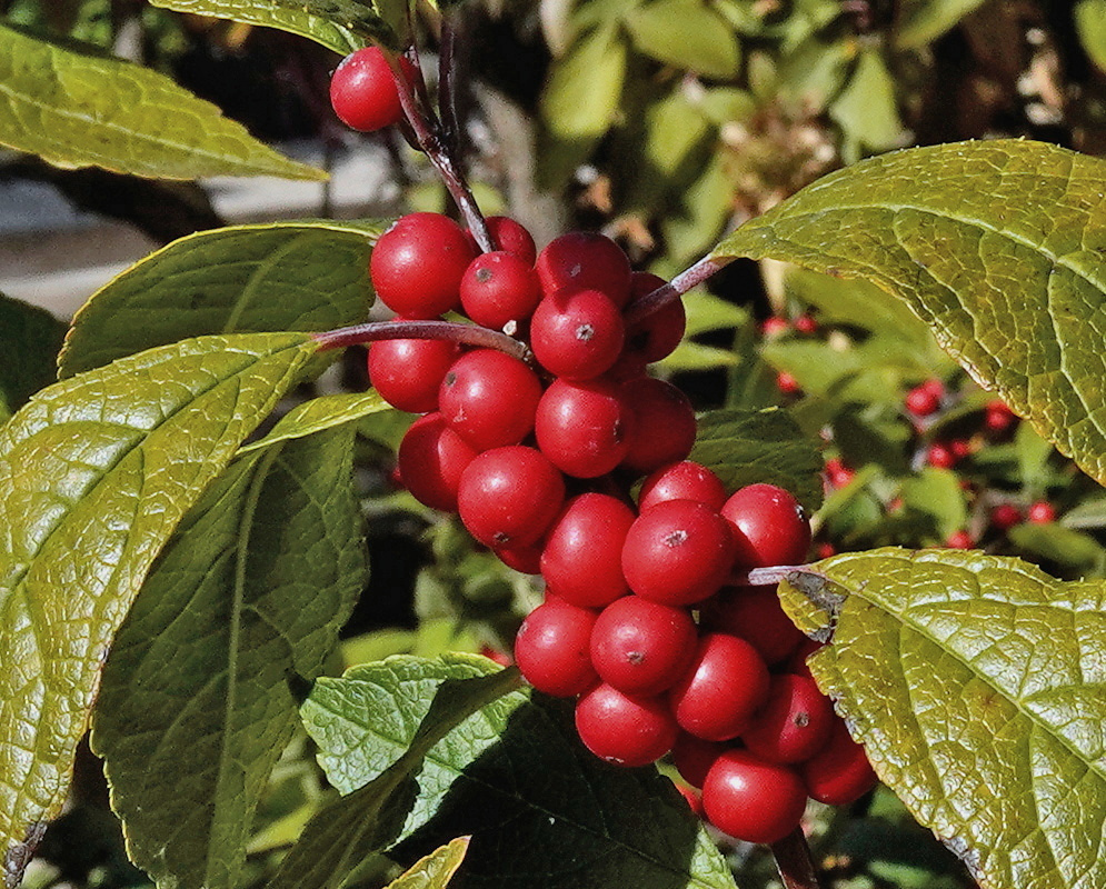 Ilex verticillata Winter Red bears a dense cluster of glossy red berries beside toothed green leaves on a brown stem