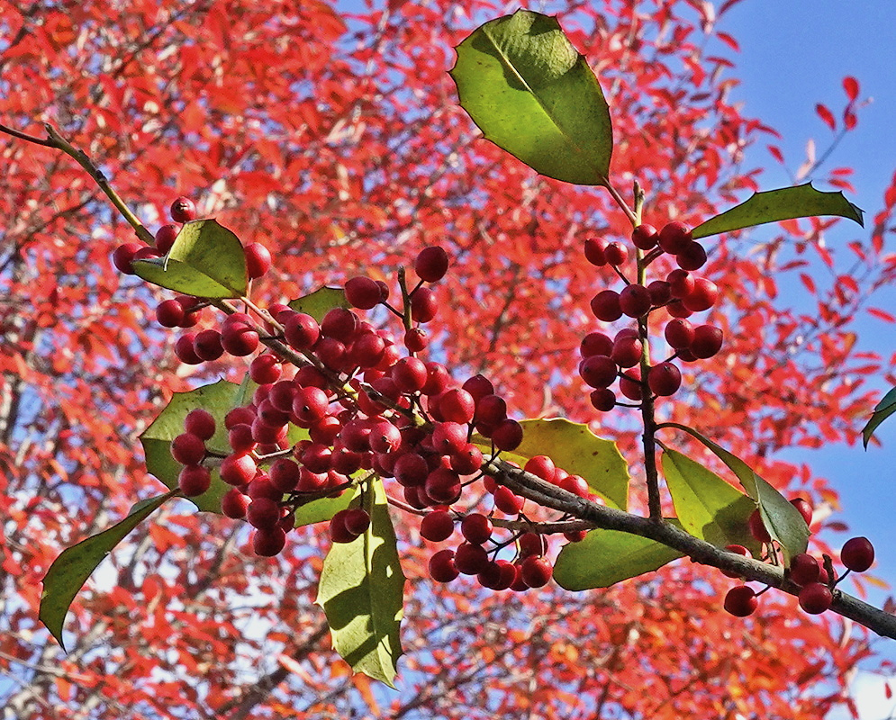 Ilex × attenuata Savannah has clusters of dark red berries beside thin green leaves against a red autumn tree and blue sky
