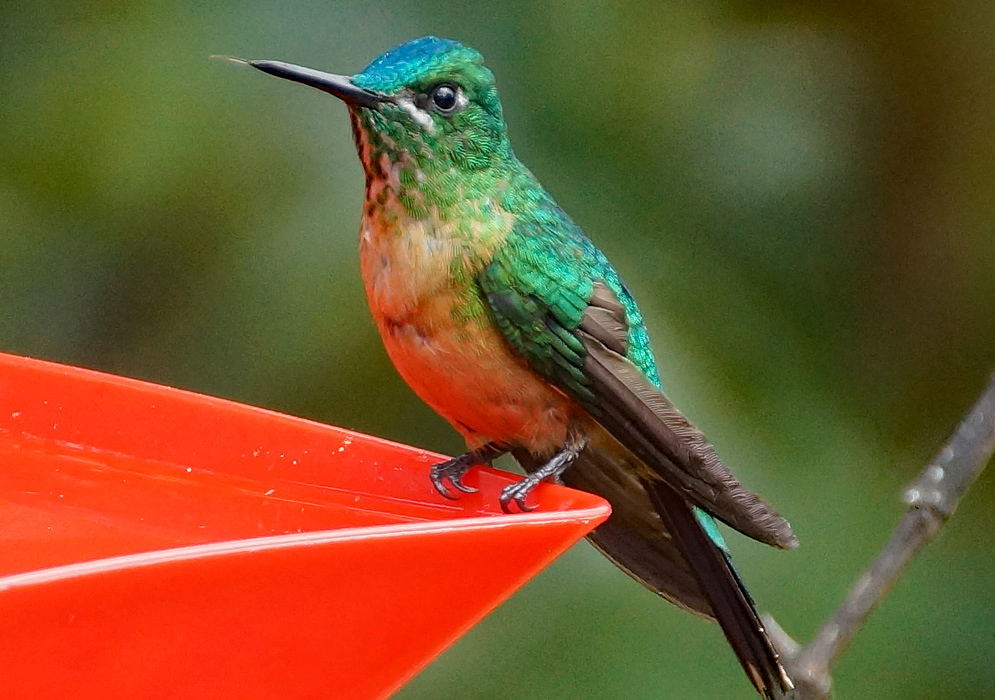 A long-tailed sylph with shining green and blue feathers, yellowish breast and protruding tongue perched on a red bird feeder