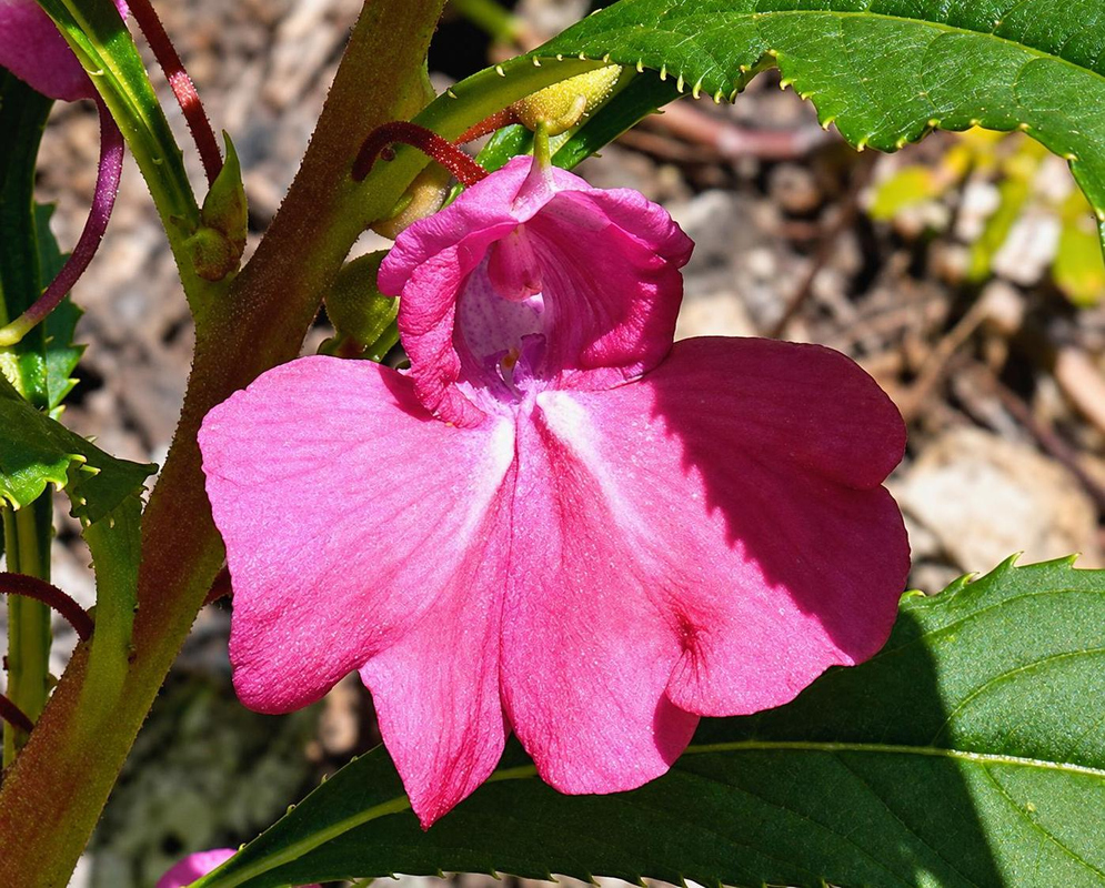 Impatiens balsamina has a vivid pink asymmetric flower with broad spreading lower petals beside toothed green leaves