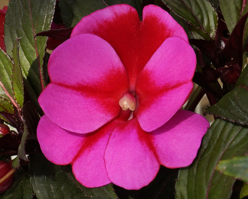 A dark pink Impatiens hawkeri flower