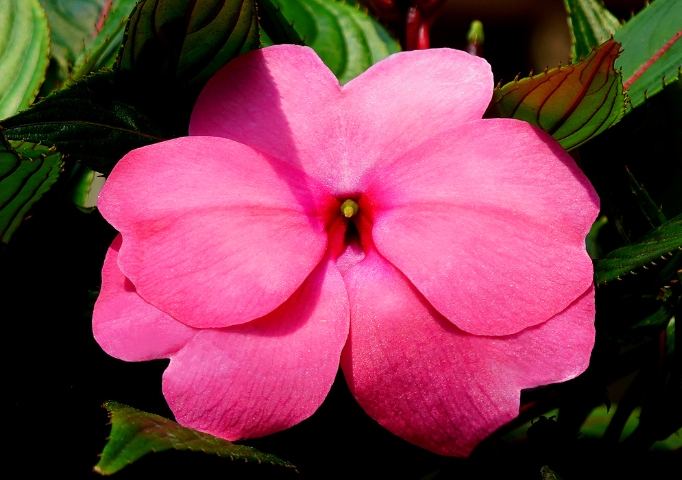 A pink Impatiens hawkeri flower with a small green pistil in sunlight
