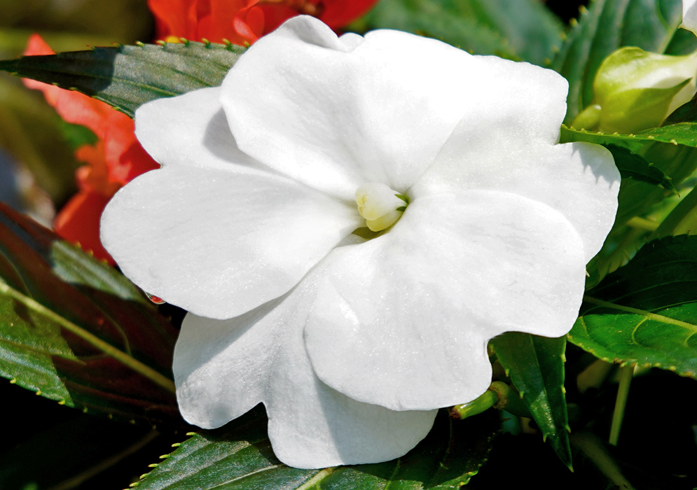 Impatiens hawkeri white flower in sunlight