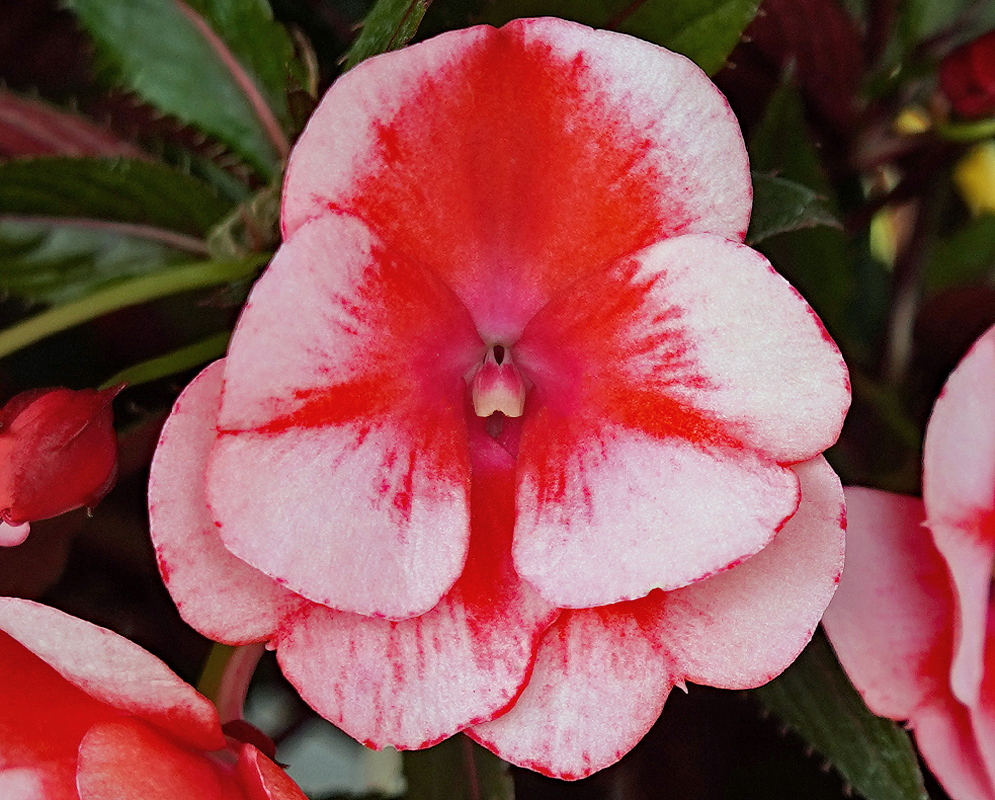 White and red Impatiens hawkeri flower
