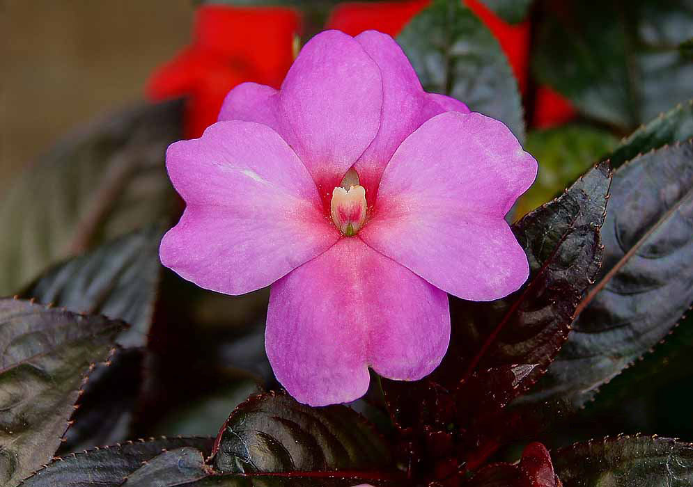 Impatiens hawkeri flower with shades of pink, purple and rose