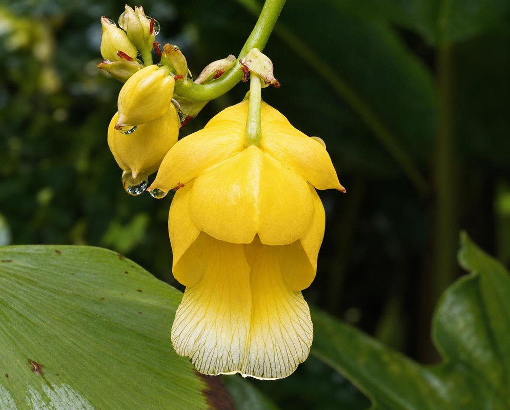 Impatiens mirabilis has a yellow spurred flower with a pale fringed lower petal beside a thick green stem and broad leaf