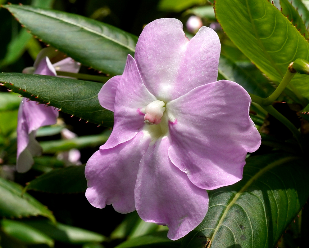 A vibrant Impatiens sodenii flower with lavender-pink petals and lush green leaves edged in tiny spines