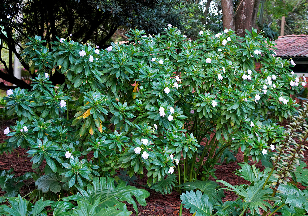 A flowering Impatiens sodenii shrub