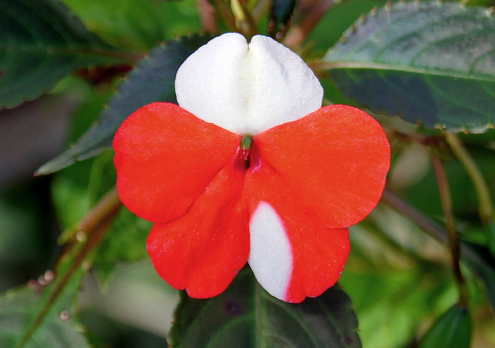 A red impatiens walleriana flower with one white flower petal and one petal half white and red
