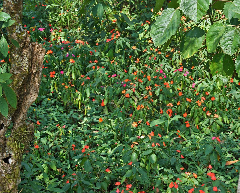 Impatiens walleriana Red Flowering Understory Patch Impatiens walleriana grows as a dense understory patch dotted with small red flowers