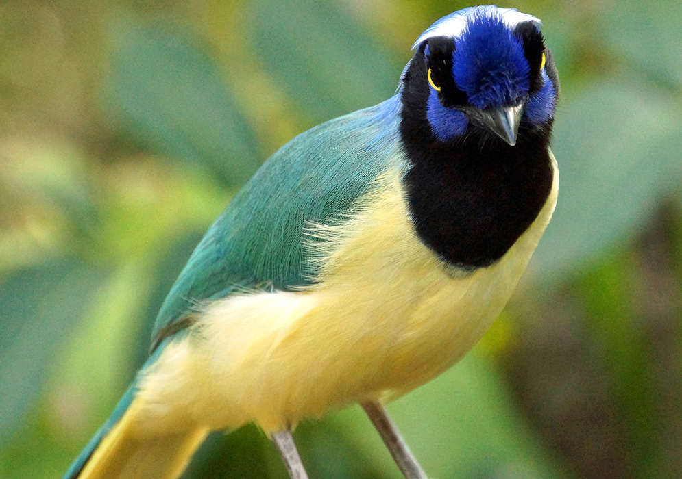 A Cyanocorax yncas with yellow breast, belly and iris, a green-blue back, a black mask and neck, a white crown and blue lores and crest