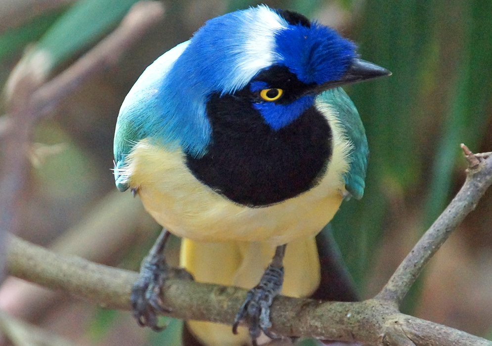 A green jay tilting its head exposing a blue and white crown and a blue crest