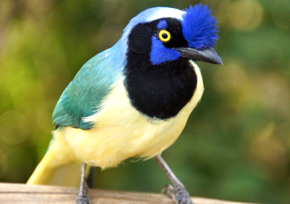 A Cyanocorax yncas with yellow breast, belly and iris, a green-blue back, a black mask and neck, a white crown and blue lores and crest