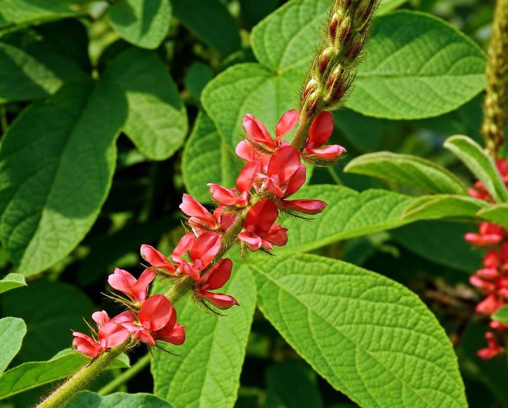 Indigofera hirsuta has small red pea-shaped flowers along an upright raceme above hairy oval green leaflets
