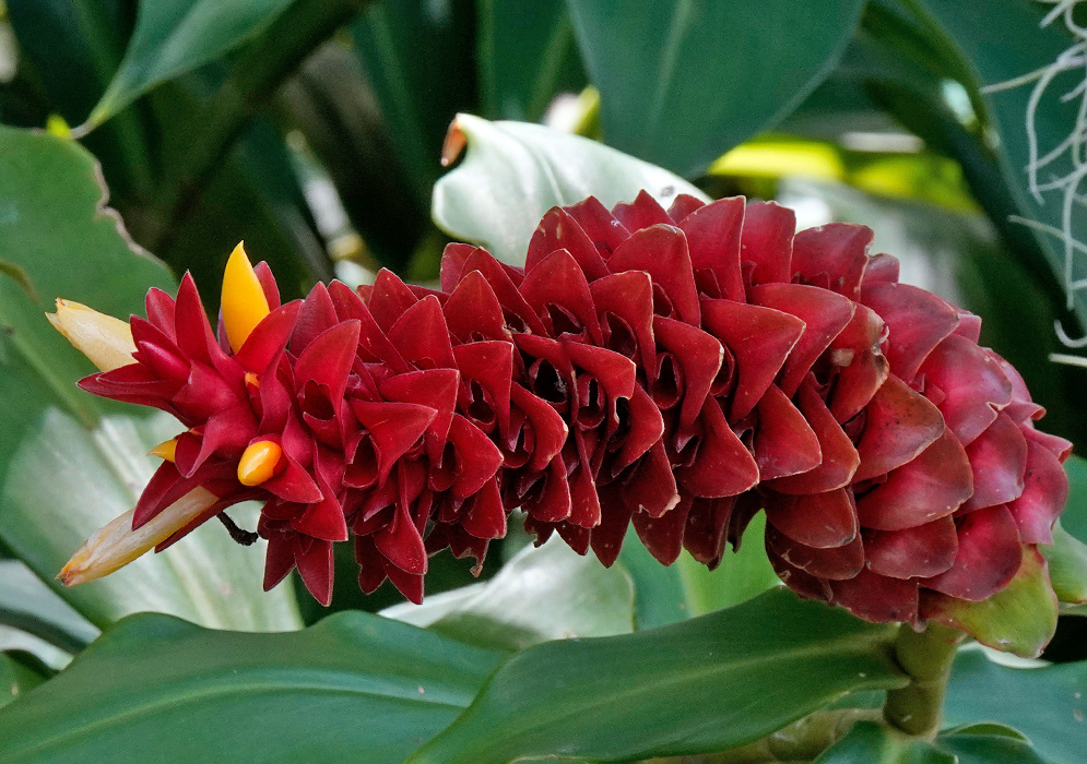 A bright red inflorescence of Costus comosus with spirally arranged bracts and vivid yellow tubular flowers emerging from between the layers, set against lush green foliage