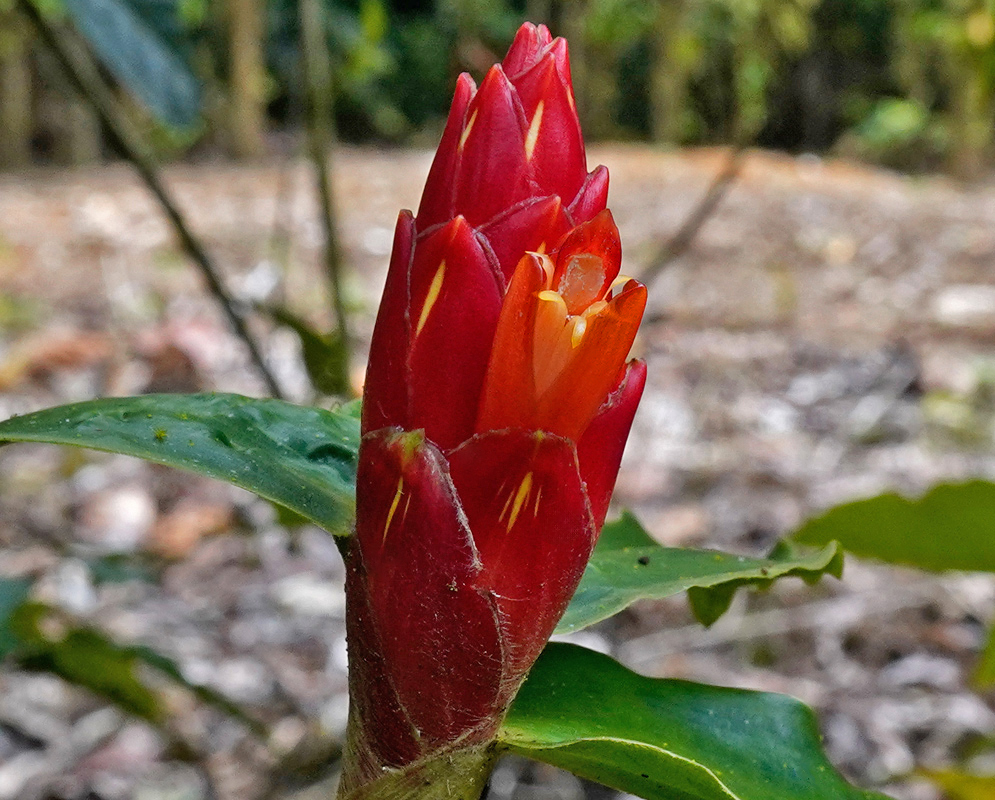 Costus pulverulentus Flower Detail Costus pulverulentus flower showing a red cone-like inflorescence with vibrant orange tubular flowers emerging from the top