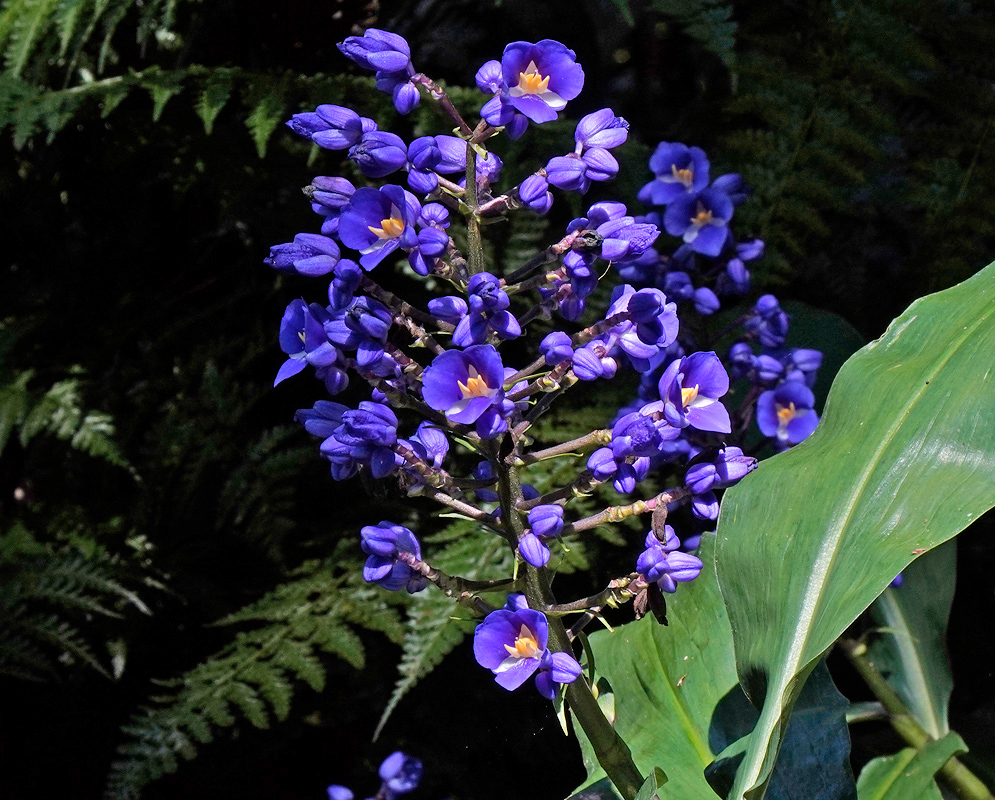 A detailed view of a Dichorisandra thyrsiflora inflorescence showing tightly packed blue flowers and a surrounding leaf