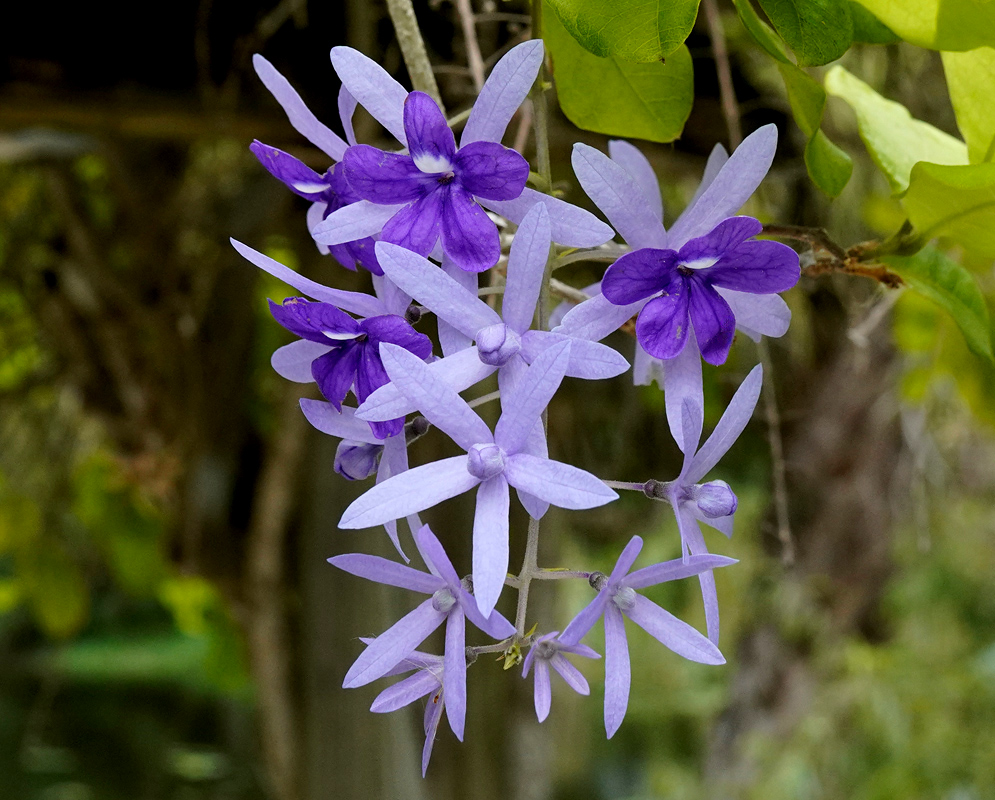 Petrea volubilis Purple Flowering Vine A cluster of Petrea volubilis flowers with pale violet star-shaped sepals and deep purple corollas, hanging from a woody vine against a soft green background