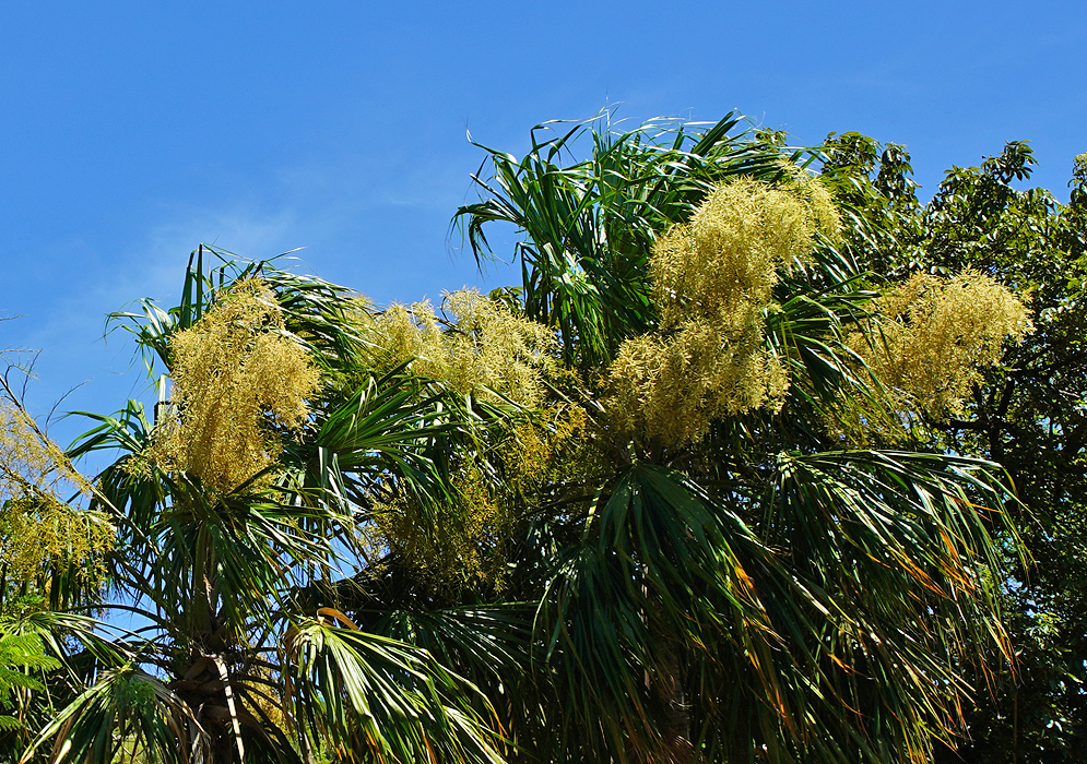 Sabal mauritiiformis yellow flowering inflorescences under blue skies