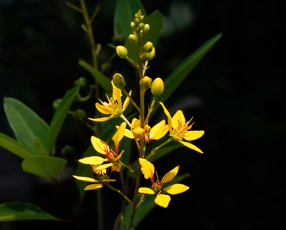 Galphimia gracilis Inflorescence A close-up of a Galphimia gracilis inflorescence showing bright yellow flowers with distinct red stamens against a dark green background