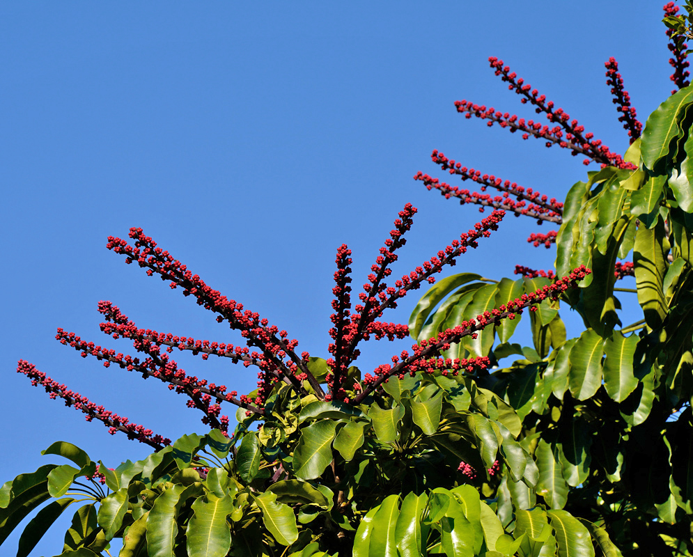 Radiating red floral spikes of the Heptapleurum actinophyllum rise above its broad compound leaves, contrasting vividly against a clear blue sky