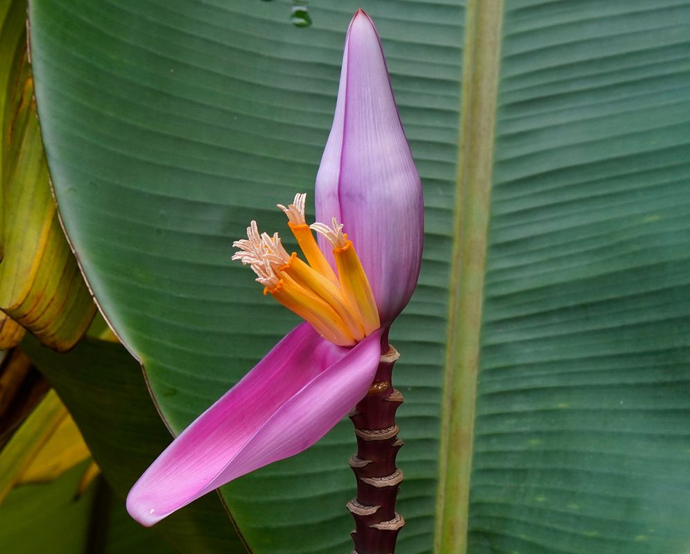 A single upright inflorescence of Musa velutina with elongated pink bracts and bright yellow tubular flowers emerging at the center, set against broad banana leaves.