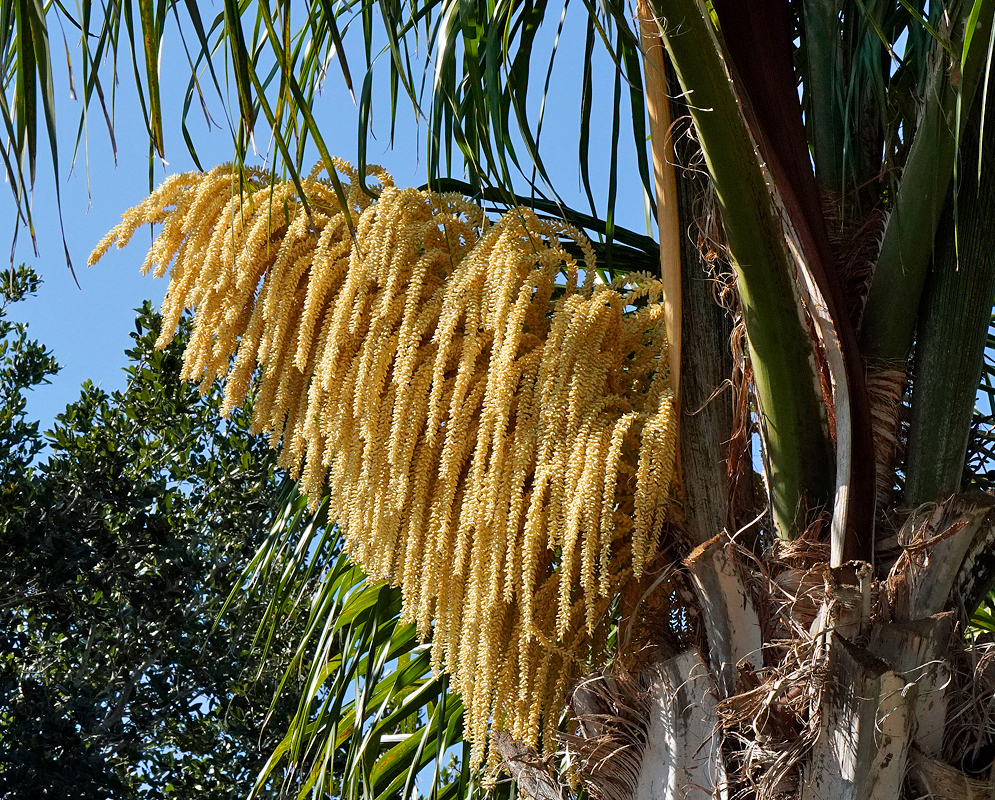 A cascading golden-yellow queen palm inflorescence hanging from the trunk of the palm tree, with densely packed clusters of small flowers draping downward in a thick, curtain-like formation