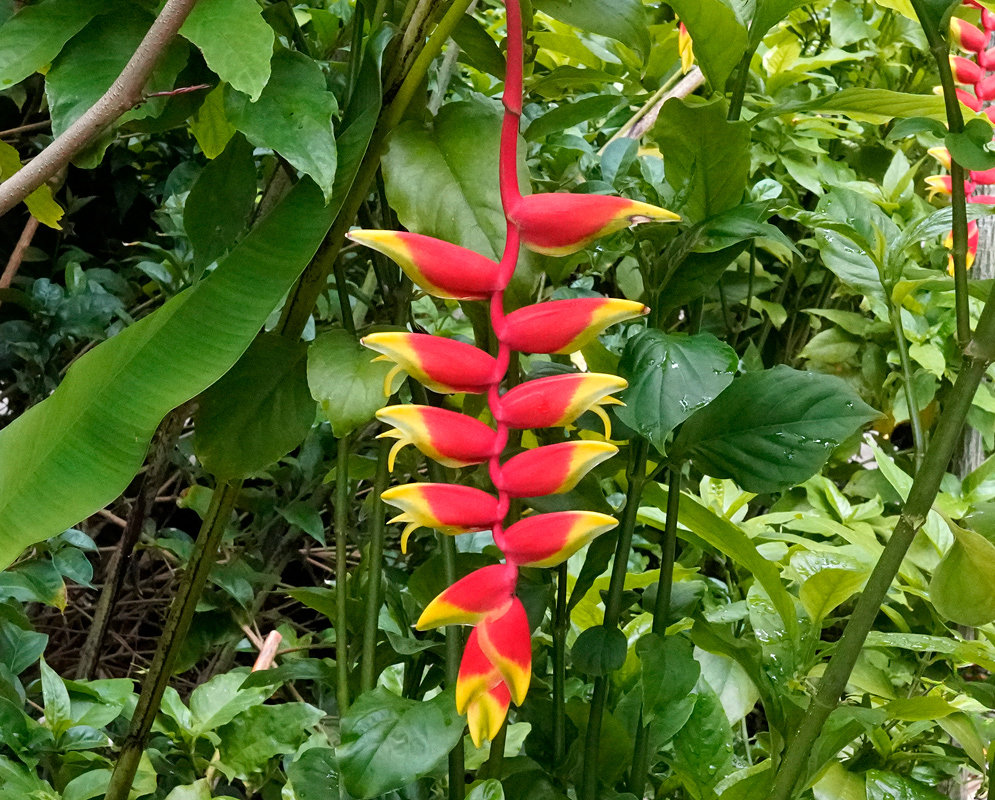 Tropical inflorescence of Heliconia rostrata hanging downward among green foliage, displaying multiple red and yellow bracts in a striking cascade