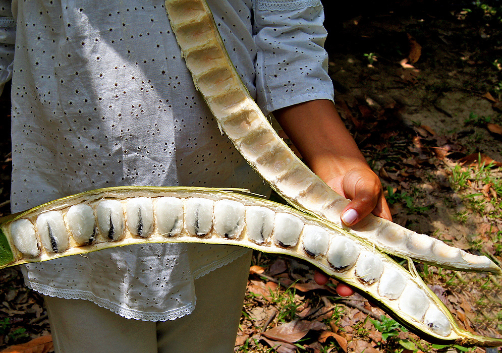 A Colombian woman holding an Inga edulis pod cut open showing the white pulp