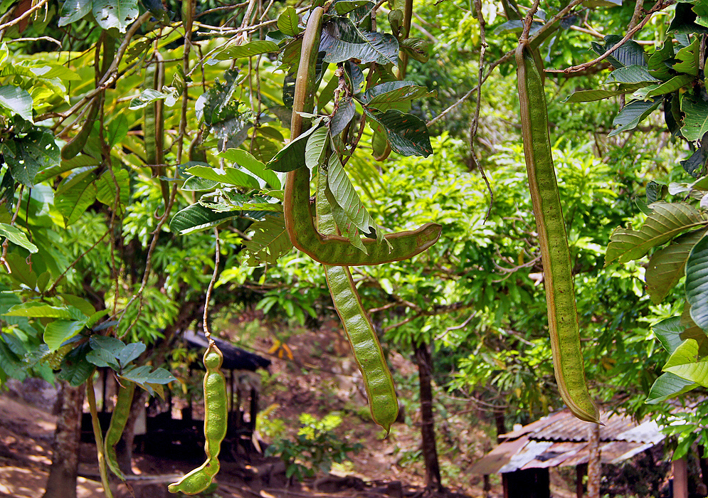 Green Inga edulis fruit hanging on the tree