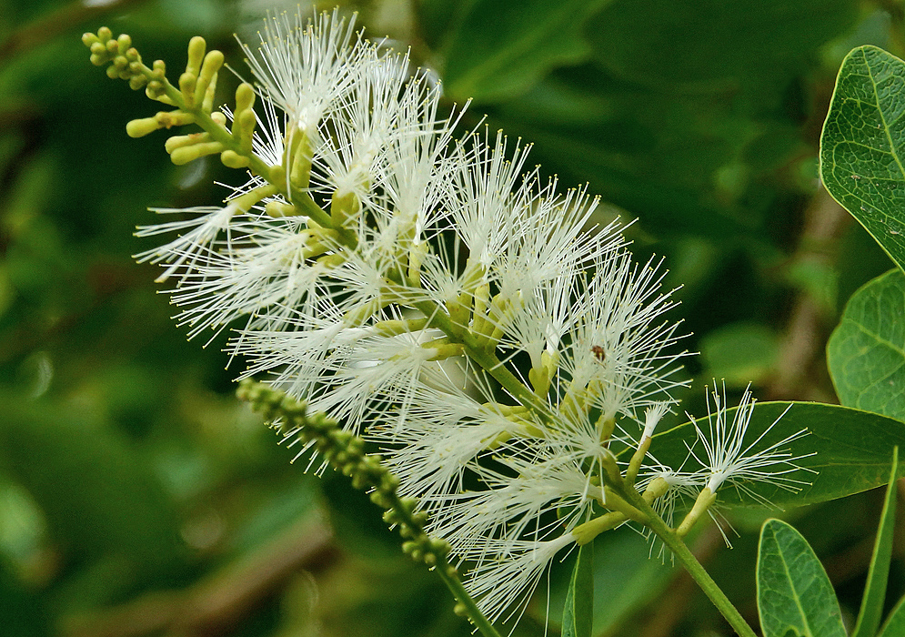 Clusters of white stamens