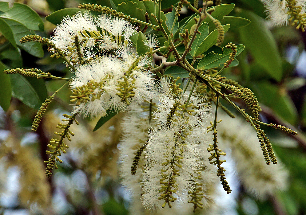 Inflorescences with green flower buds and white flowers