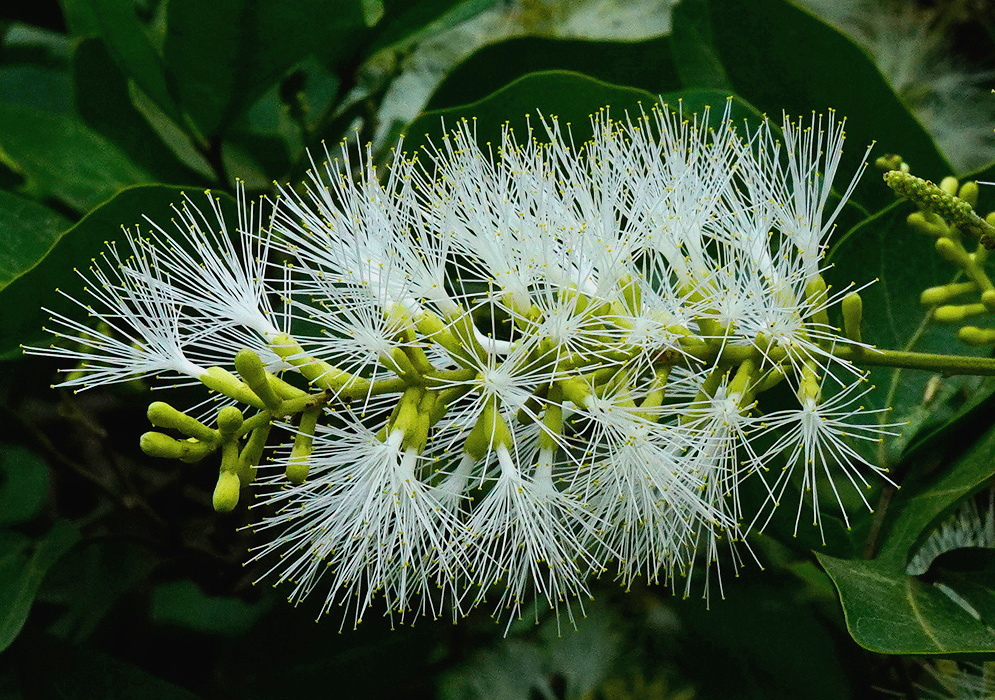 Inga marginata bears rounded clusters of long white stamens beside pale green buds and glossy green leaves