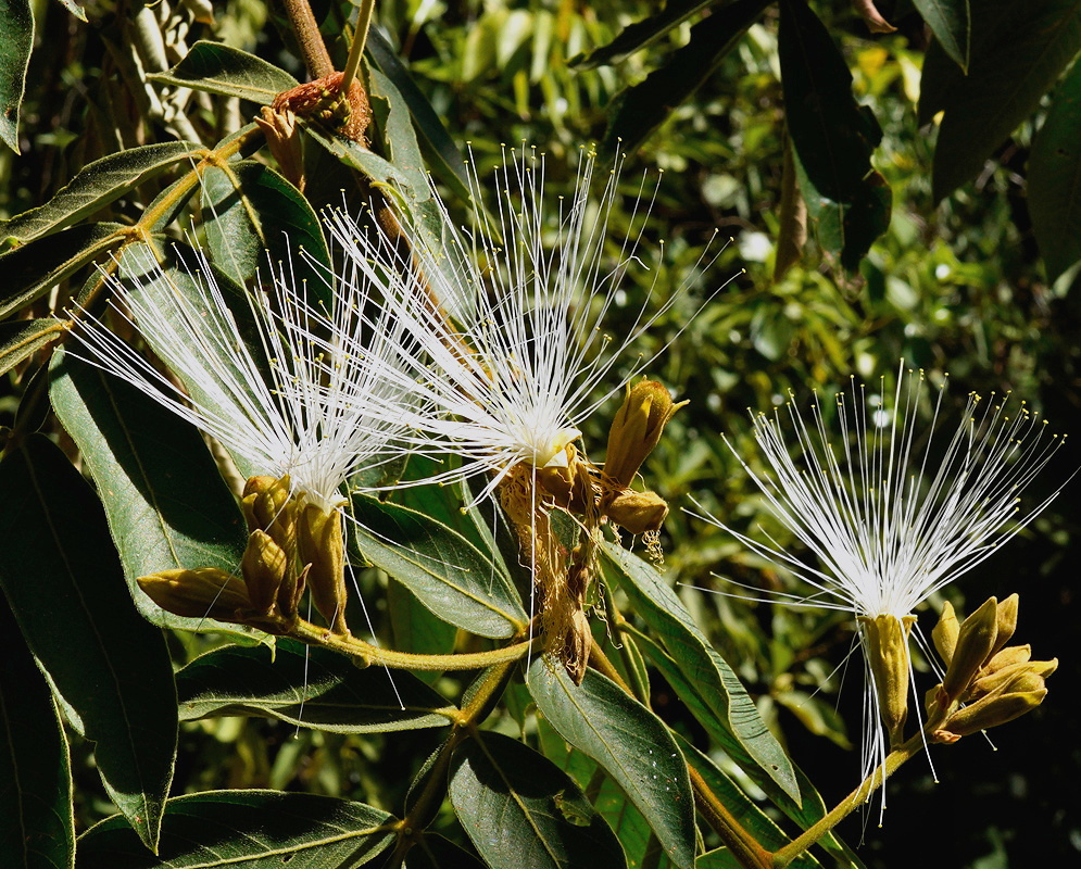 Inga vera has spreading tufts of long white stamens emerging from brownish yellow hairy flower tubes among compound leaves
