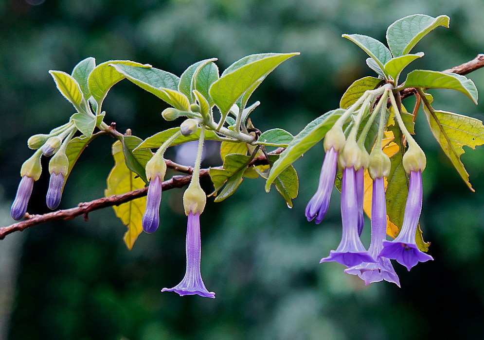 A branch with clusters of purple Iochroma australe flowers