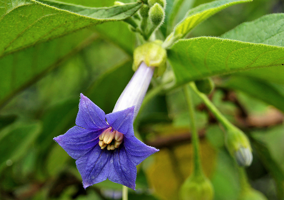 Dark purple-blue Iochroma australe flower with yellow stamens