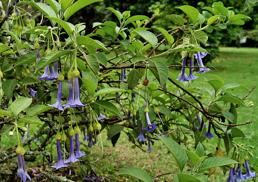 Branches of drooping, trumpet-shaped purple-blue Iochroma australe flowers