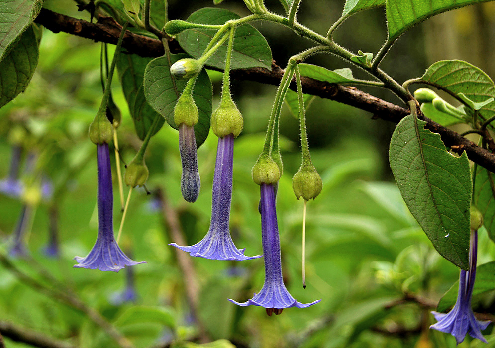 Drooping, trumpet-shaped dark purple-blue flower of a Iochroma australe