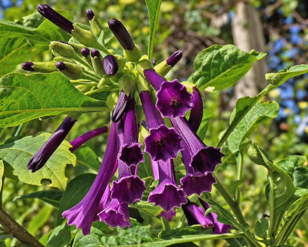 Iochroma cyaneum bears a hanging cluster of deep purple tubular flowers with flared scalloped mouths among green leaves