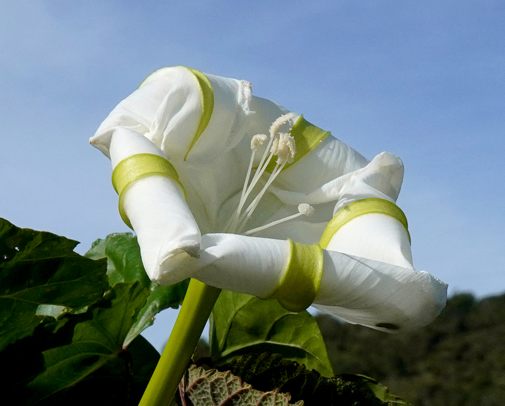 A white, partially unfurled moonflower (Ipomoea alba) with elegant lime-green bands wrapping its delicate petals, backlit against a clear blue sky