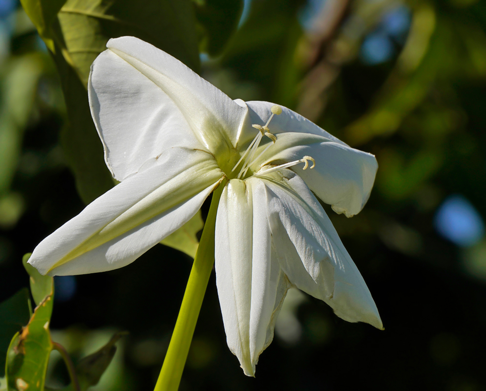 White Ipomoea alba flower