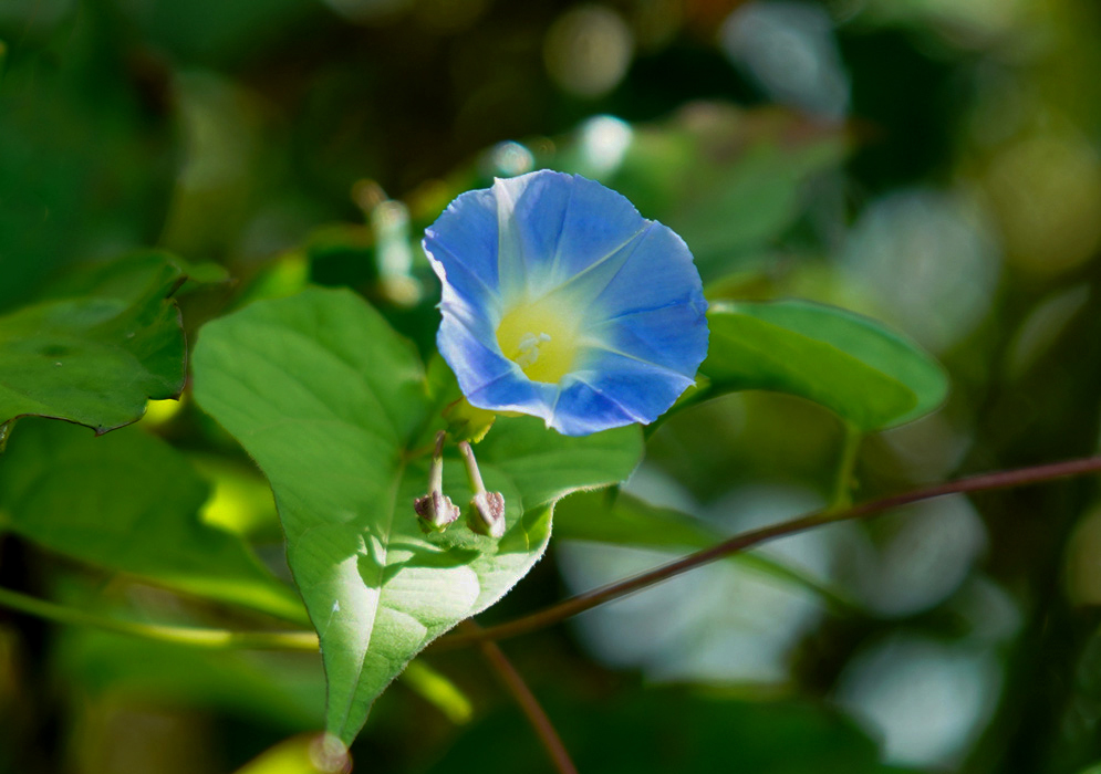Ipomoea aristolochiifolia blue flower with a yellow throat