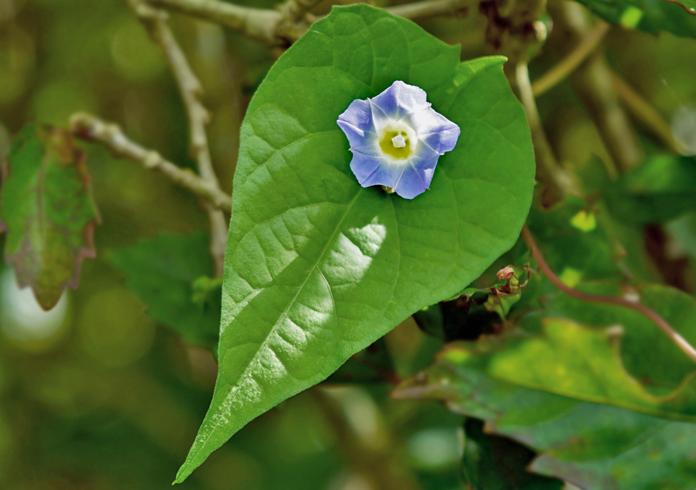 Ipomoea aristolochiifolia blue flower with a  yellow center above green leaf