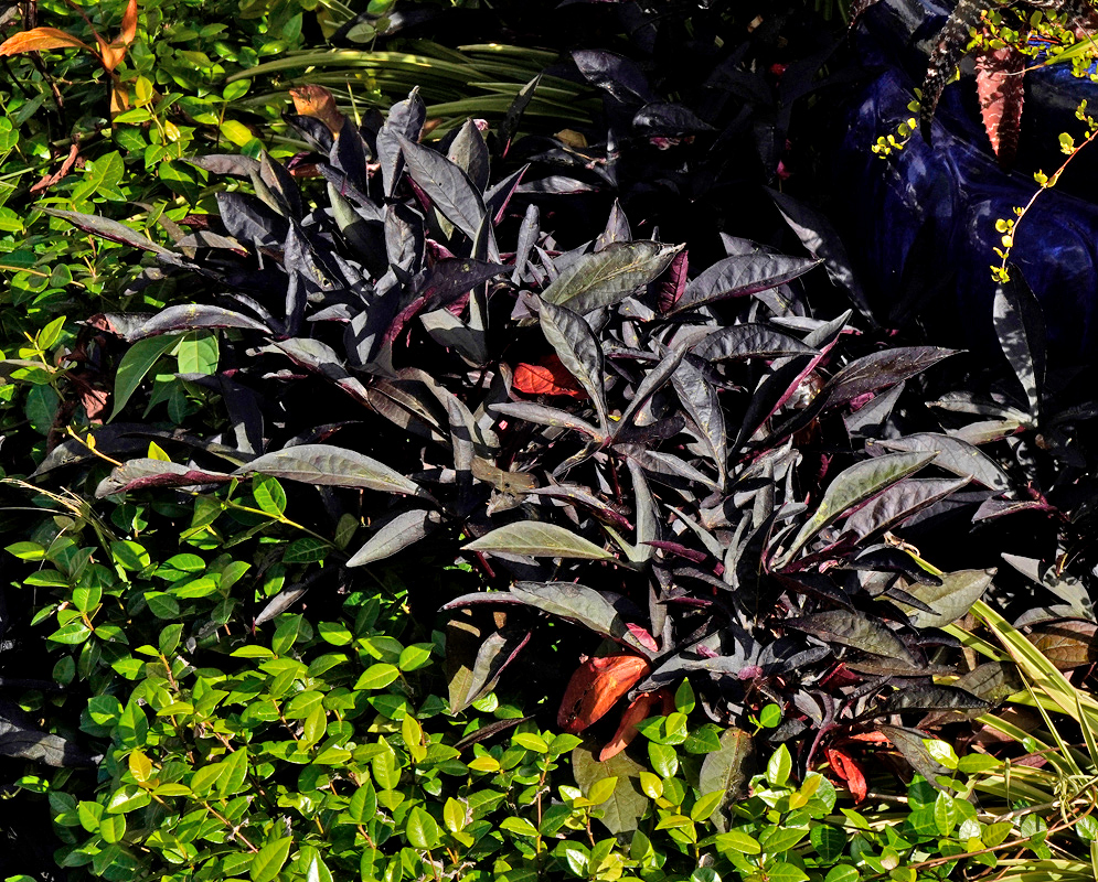 Dense clump of dark purple to black pointed leaves from the ornamental sweet potato vine, Ipomoea batatas, growing among bright green foliage