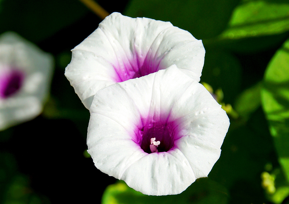 White Ipomoea batatas flower with a magenta center and white stamens